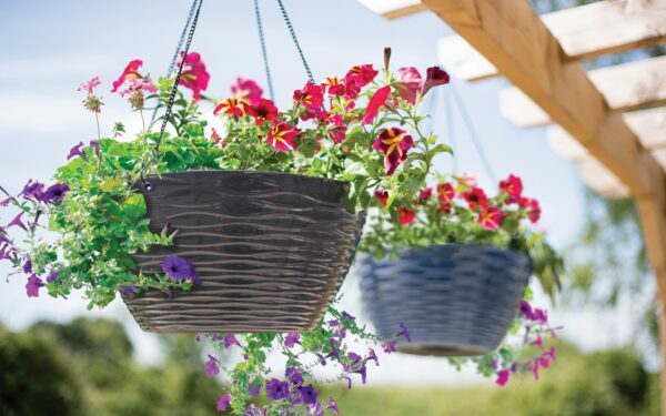 Plant Avenue Windermere Hanging Basket | Apta